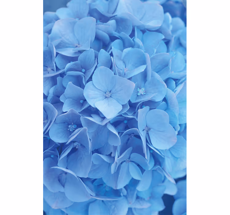 Jaluzea cu flori de hortensie - TenStickers