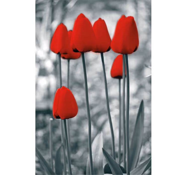 Lalele roșii flori colorate Rulouri - TenStickers