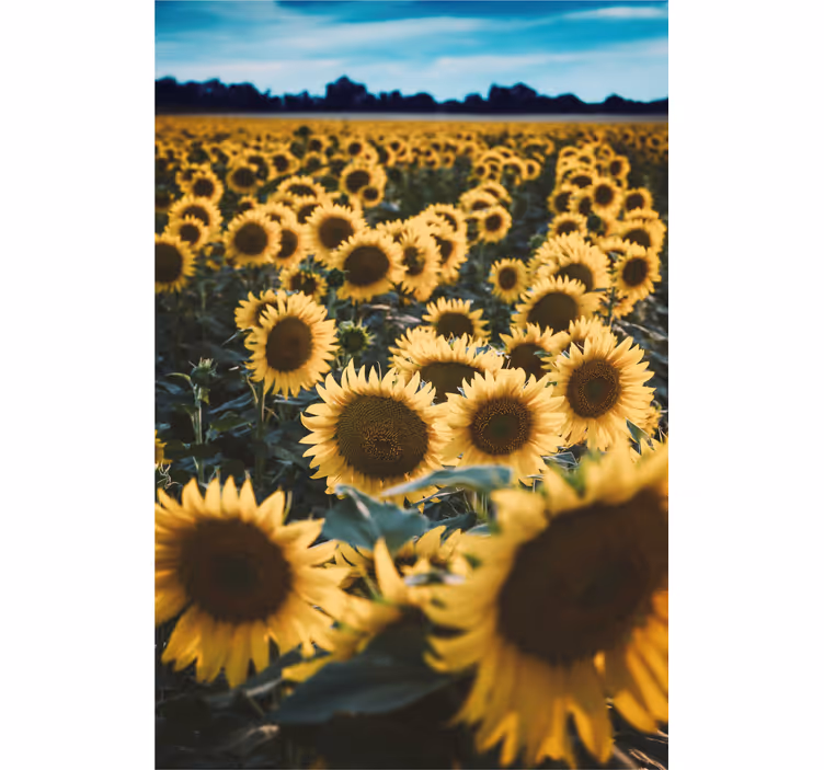 Soare floare câmp floare Rulouri - TenStickers