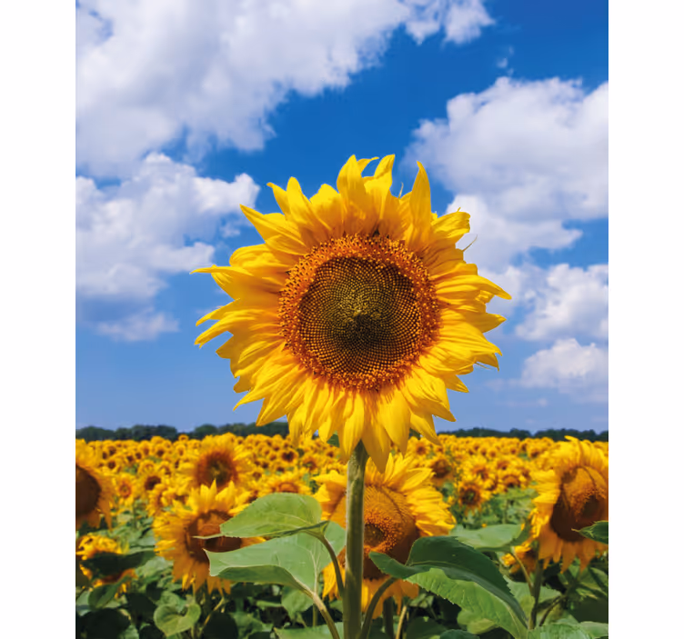 Floarea-soarelui cu cer albastru floare Rulouri - TenStickers