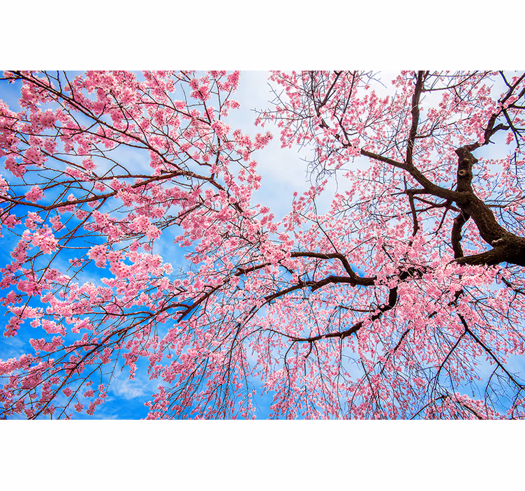 Rulou geam flori și plante sakura limb - TenStickers