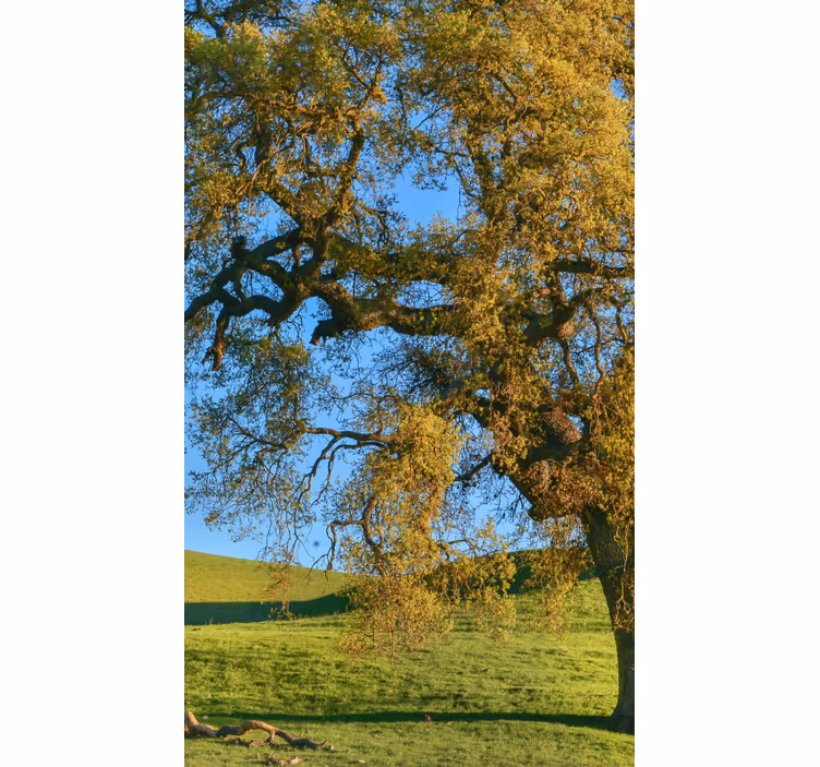 3d natura arbore design camera de zi Rulouri - TenStickers
