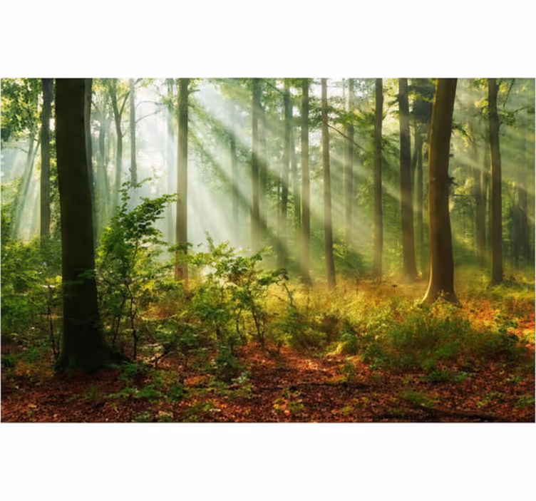 Păduri fototapet lumină naturală în pădure - TenStickers