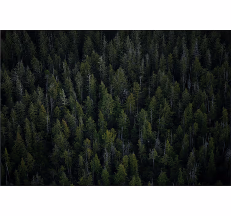 Păduri fototapet textură de pădure adâncă - TenStickers