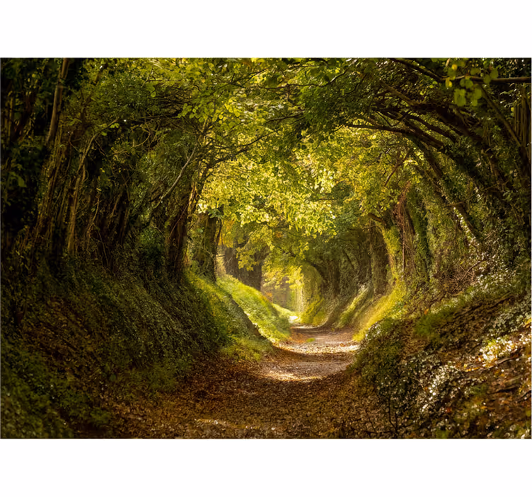 Păduri fototapet tapet mural imersiv în pădure - TenStickers