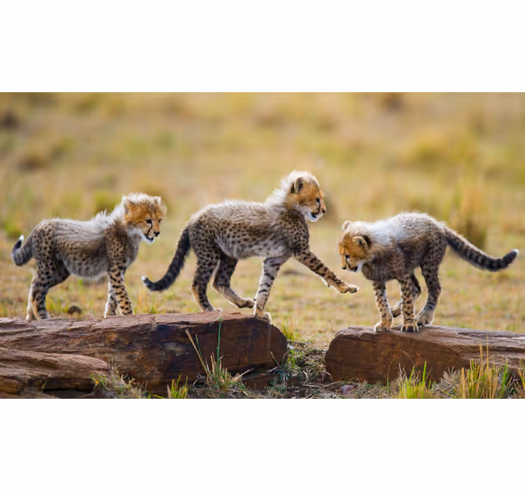 Fototapet african pui de ghepard drăgălași - TenStickers