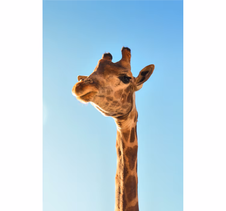 Fototapet african prim-plan cu girafă - TenStickers