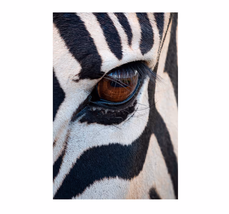 Fototapet african ochiul zebrei - TenStickers