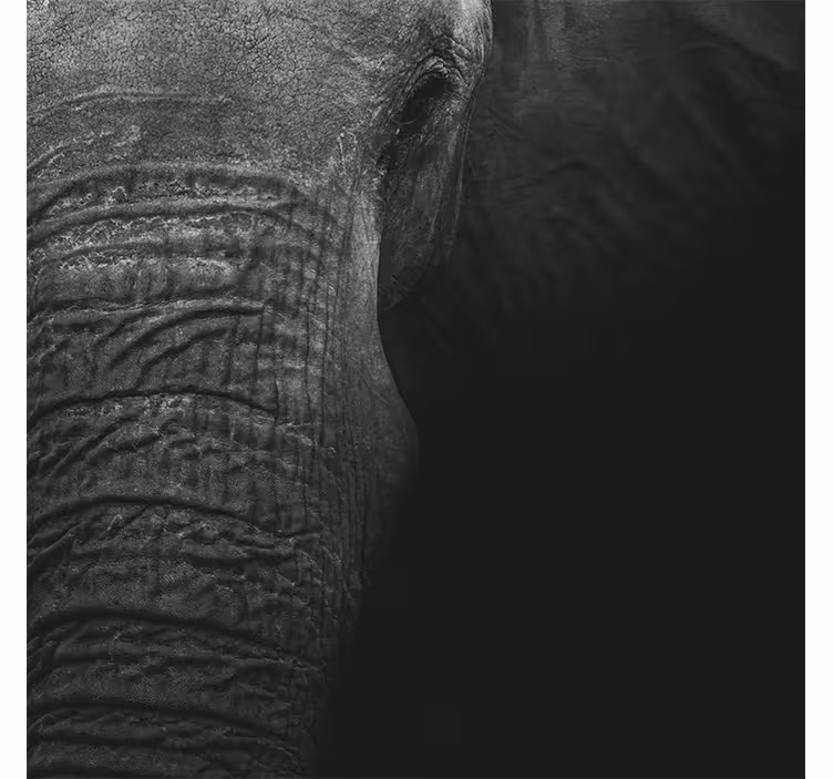Fototapet african elefant elegant în nuanțe închise - TenStickers