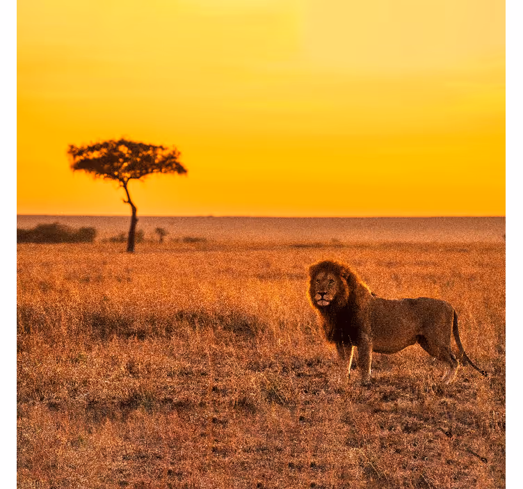 Fototapet african copac de savană la amurg - TenStickers