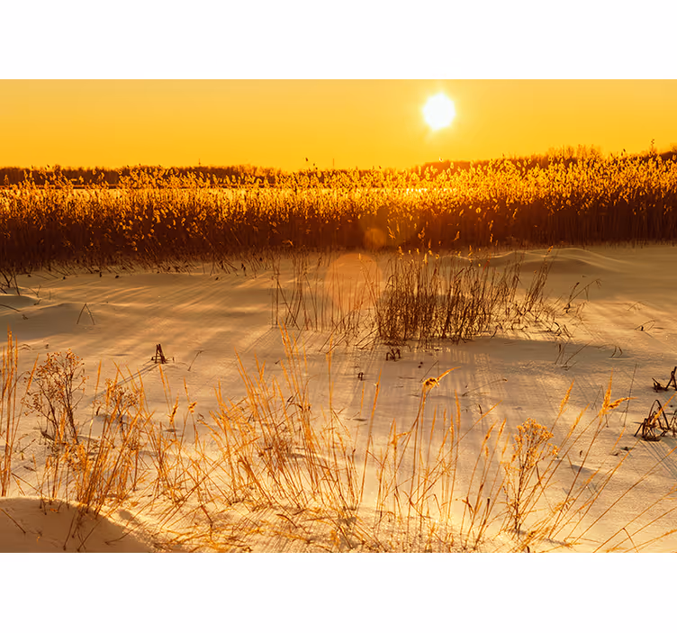 Fototapet galben moment de apus cu iarbă pampas - TenStickers