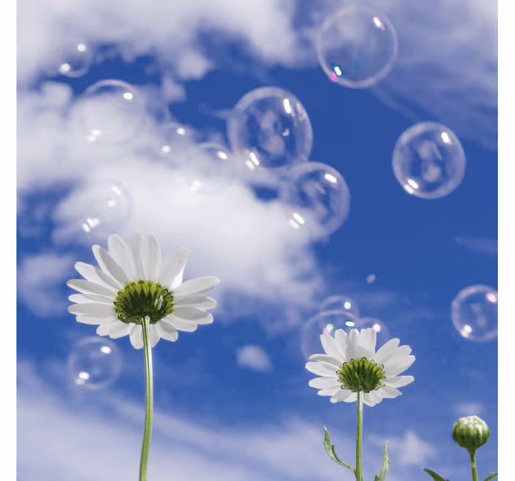 Fototapet albastru floare de margaretă și bule - TenStickers
