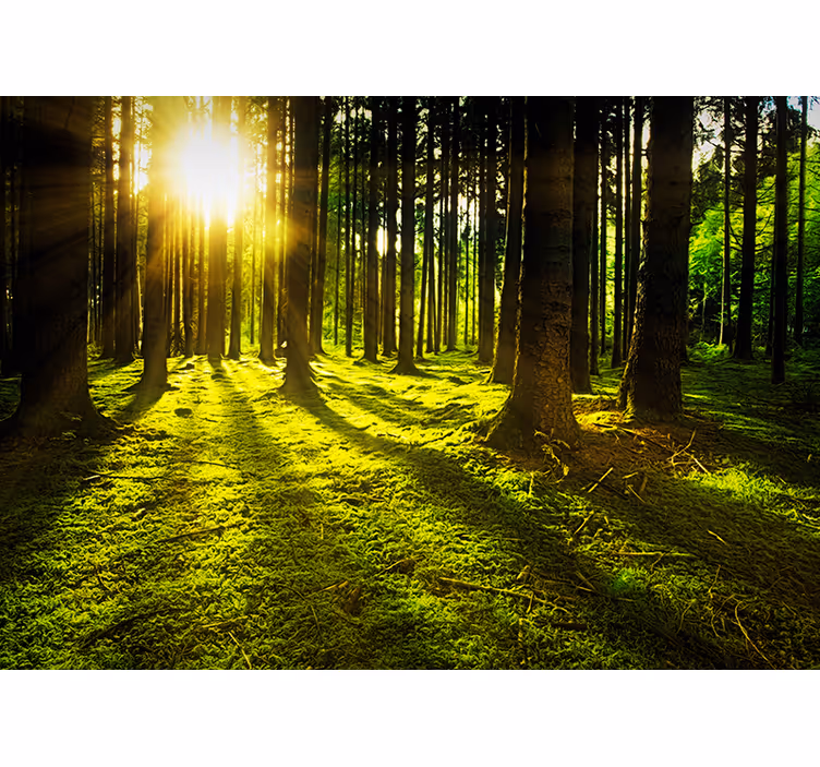Fototapet verde pădure însorită - TenStickers