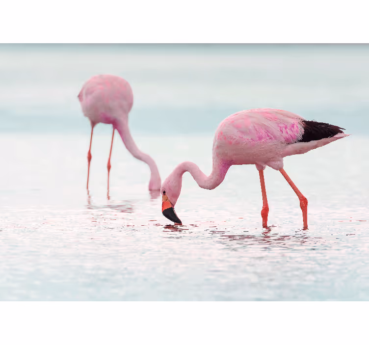 Fototapet coridorul flamingo roz frumos în apă - TenStickers