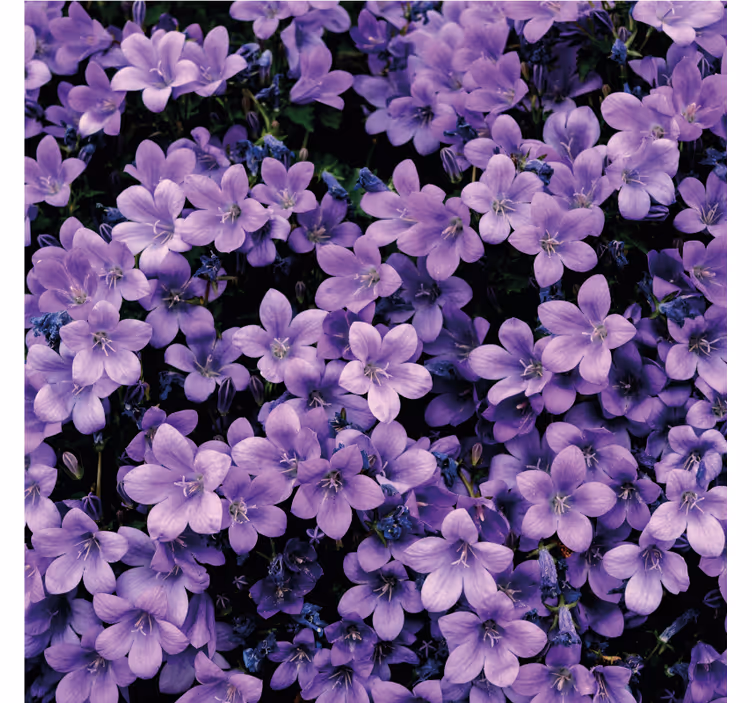 Fototapet violet flori violet vagi - TenStickers