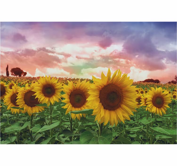Fototapet bilete câmp de floarea-soarelui cer colorat - TenStickers