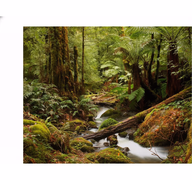Fototapet natura pădure liniștită - TenStickers