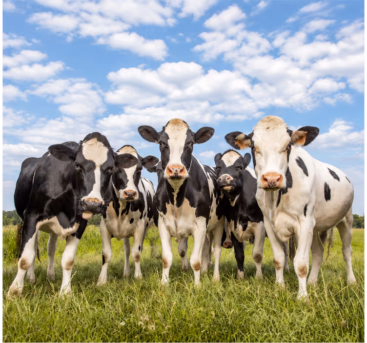 Picturi murale cu alte animale din natură - TenStickers