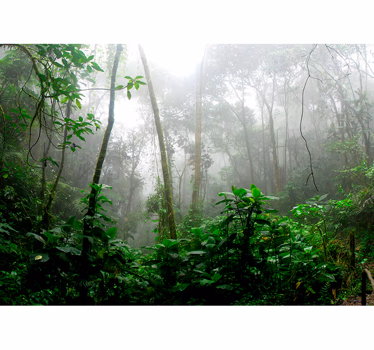 Murală de pădure întuneric jungle - TenStickers