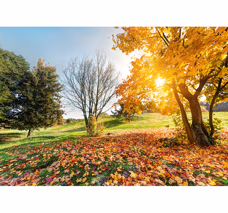 Murală de toamnă dimineața de pădure - TenStickers