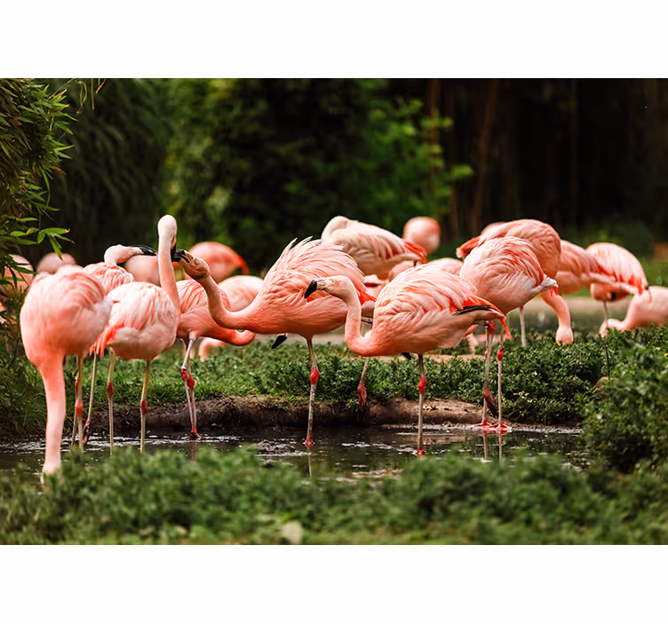 Pictură murală de grup flamingo - TenStickers
