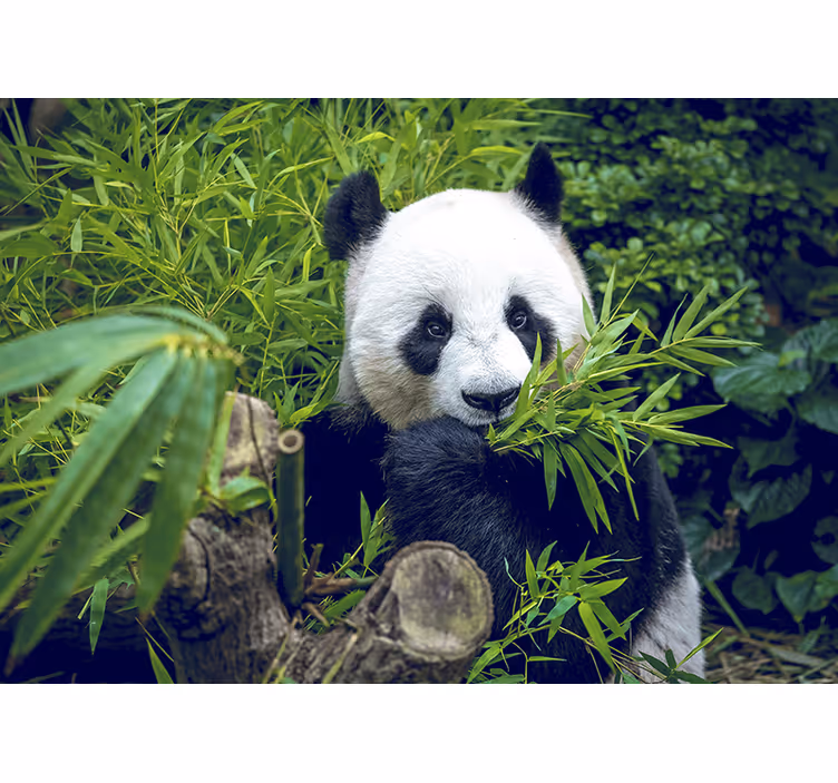 Pictură murală din bambus panda într-o umbră - TenStickers