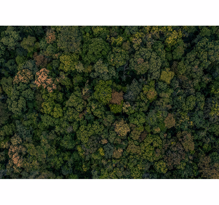 Murală de copac de pădure foto - TenStickers