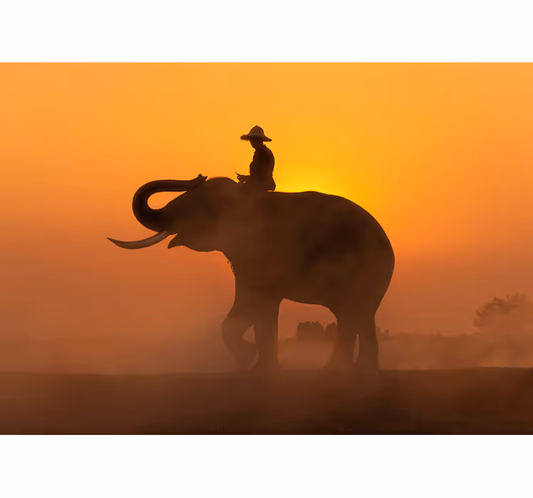 Elefant asiatic la apusul mural mural - TenStickers