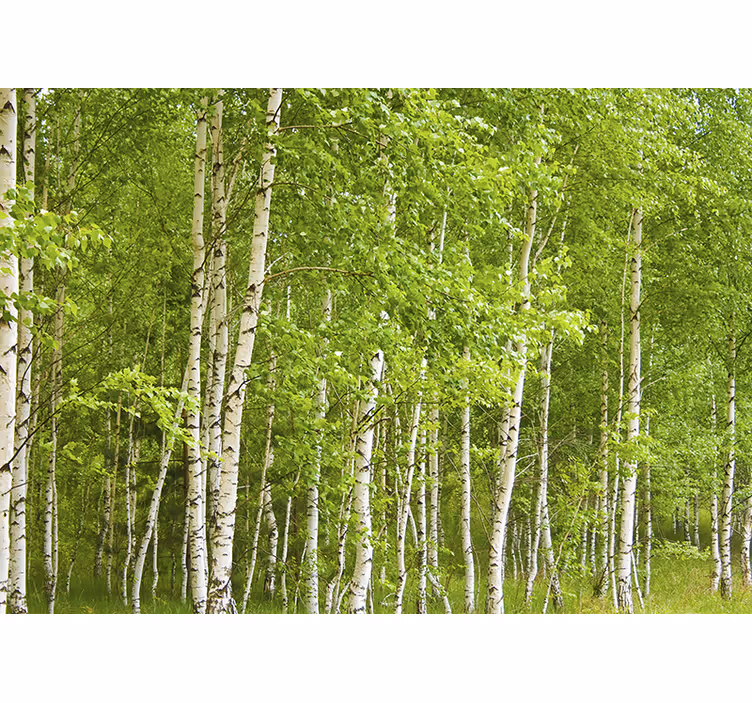Mure de copac pădure de mesteacăn - TenStickers