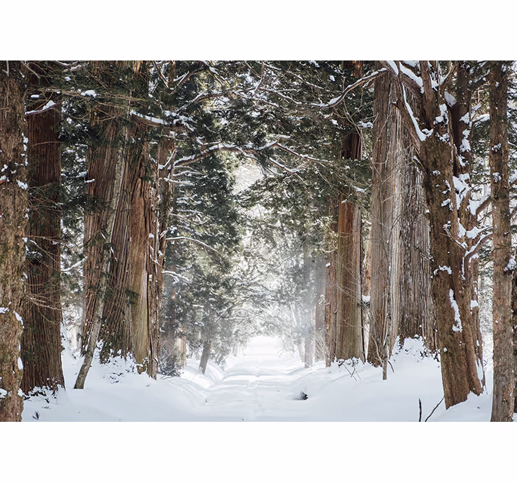 Păduri fototapet poteca de pădure înghețată - TenStickers