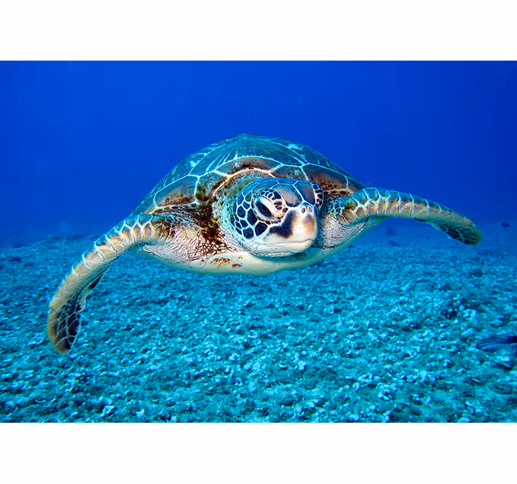 Pictură murală cu animal de broască testoasă hawksbill - TenStickers