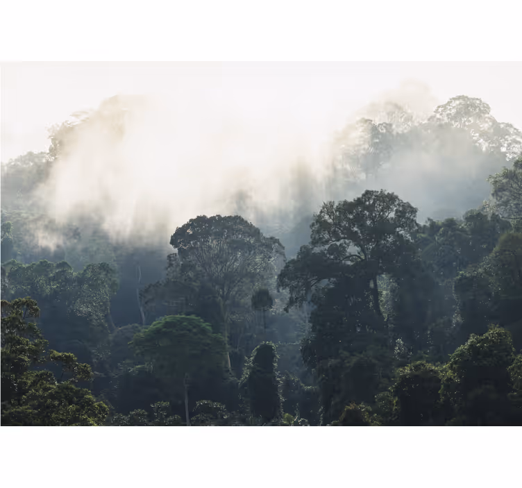 Fototapet natura peisajul pădurii în ceață - TenStickers