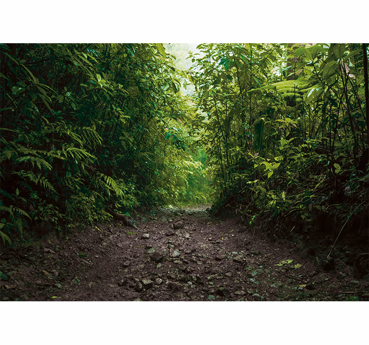Fototapet natura traseu verde vibrant - TenStickers