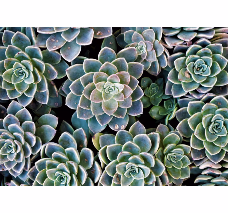 Fototapet natura colecție de plante suculente - TenStickers