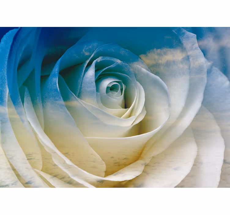 Fototapet cu flori eleganța floarei de trandafir - TenStickers