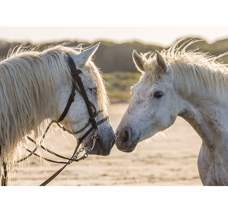 Fototapet animale afecțiune blândă pentru cai - TenStickers