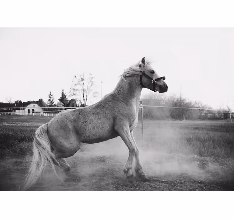Fototapet animale poni galopând - TenStickers