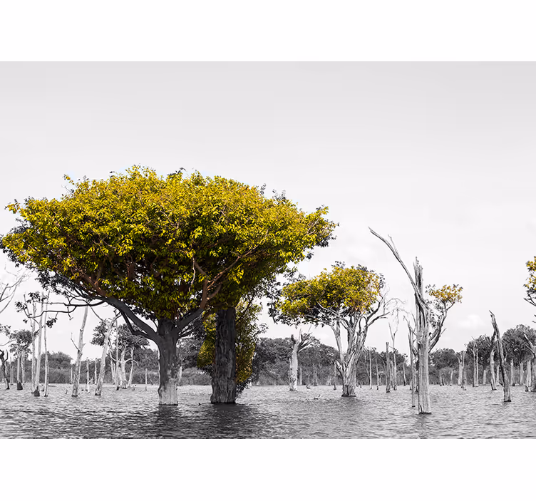 Fototapet african copaci mari uscati - TenStickers