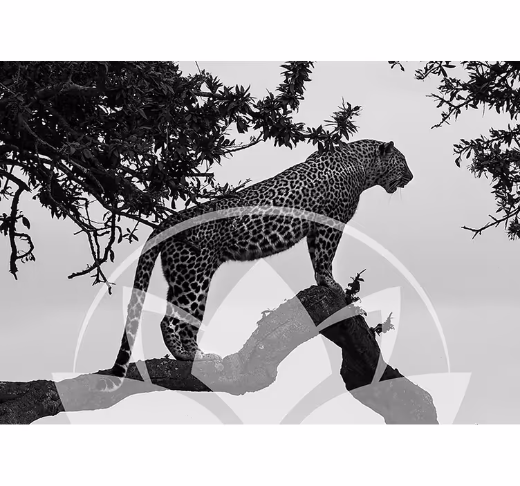 Fototapet animale leopard în copac - TenStickers