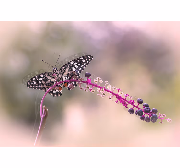 Fototapet cu flori fluture pe floare - TenStickers