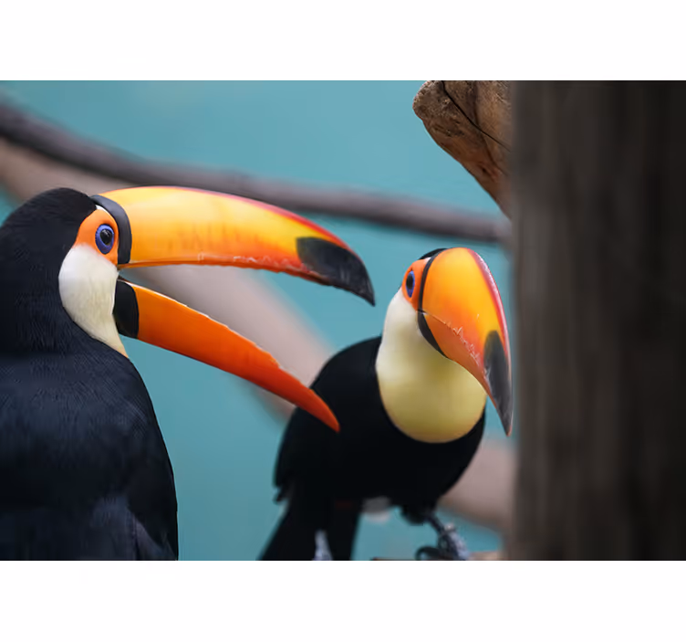 Fototapet animale pereche de păsări toucan - TenStickers