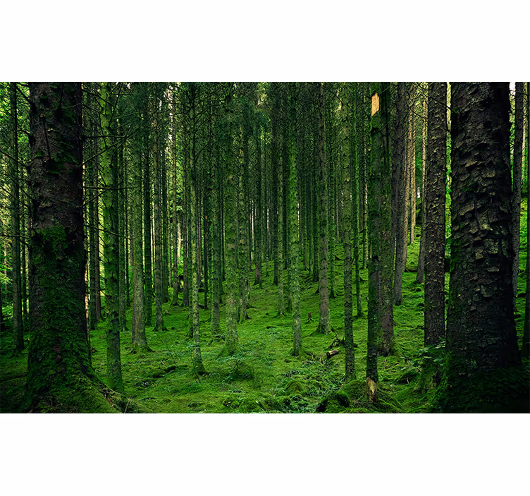 fototapetde pădure poloneză magică - TenStickers