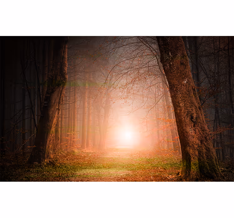 Păduri fototapet misterioasă potecă de pădure - TenStickers