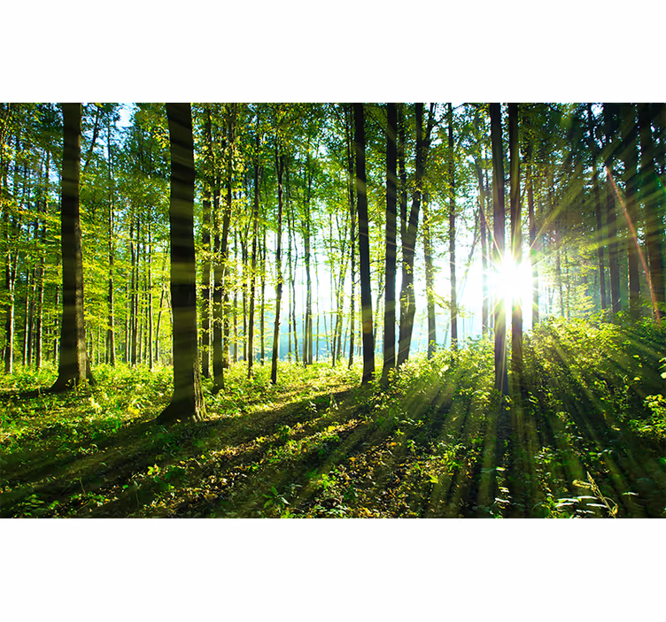 Păduri fototapet priveliște de pădure îmbăiată în soare - TenStickers
