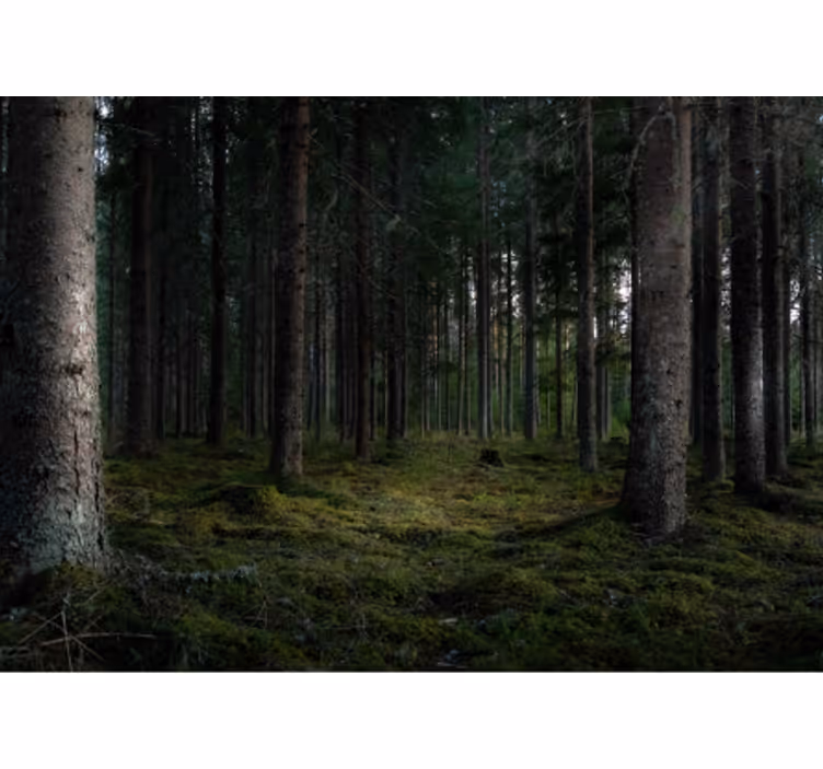 Păduri fototapet scena de pădure luxuriantă - TenStickers