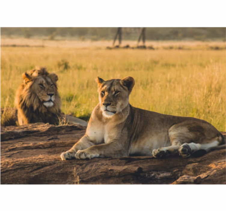 Murală de perete leones în leul savana - TenStickers
