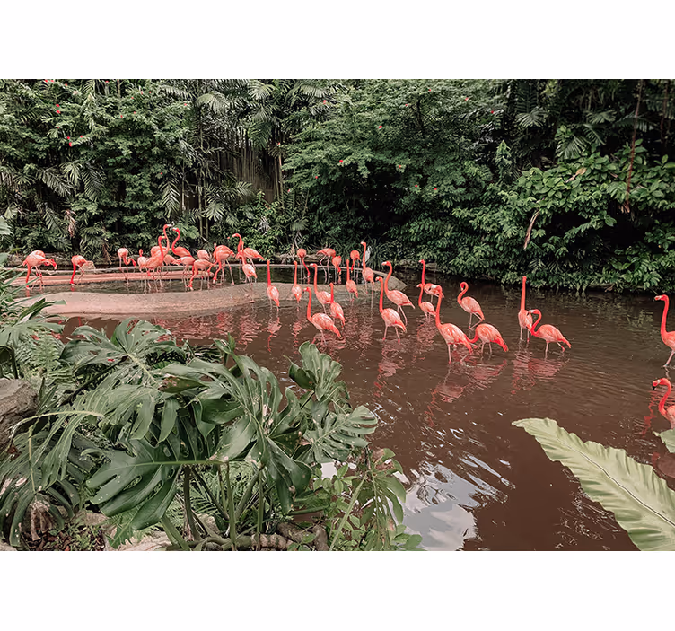 Fototapet animale flamingi lângă apă - TenStickers