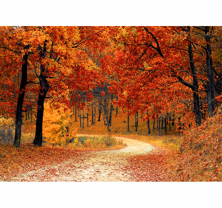 Fototapet natura traseu de pădure de toamnă - TenStickers