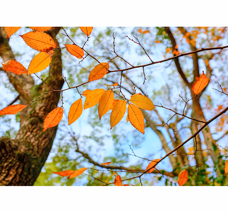 Arbori fototapet ramură de frunze de toamnă - TenStickers