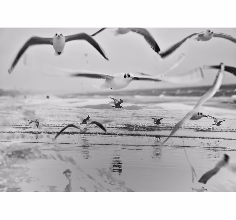 Fototapet animale pescăruși peste ocean - TenStickers